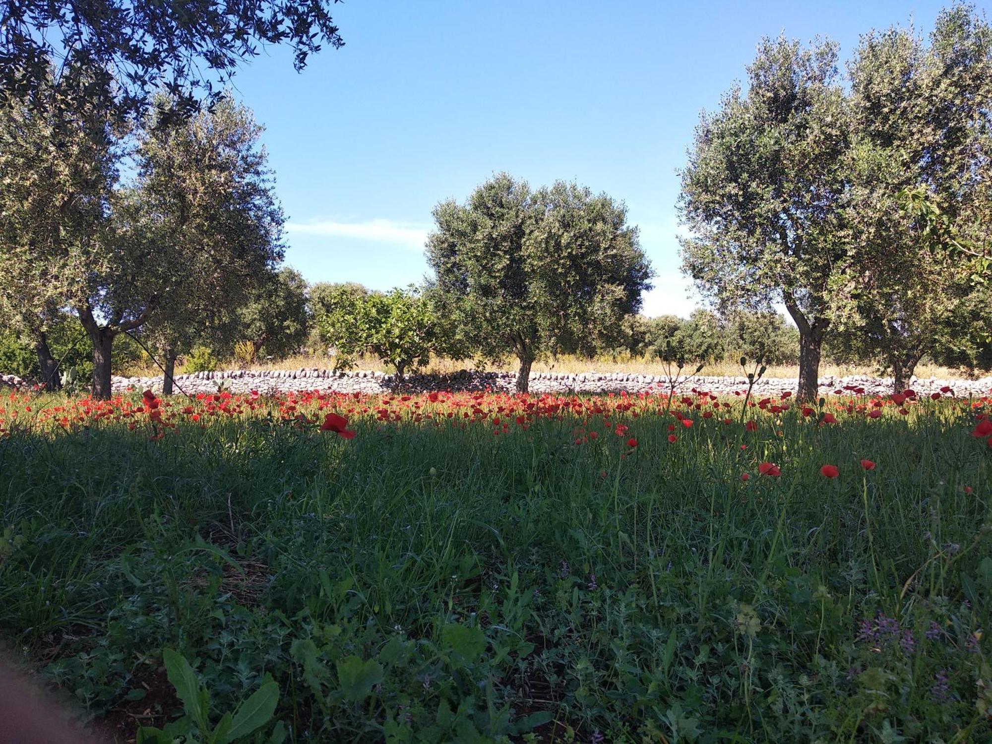 Piccolo Trullo Ostunese Le Jardin De Sophie' Ostuni Exterior foto